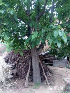 高度600厘米核桃