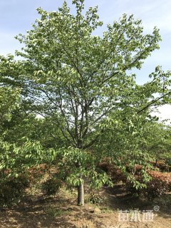 12公分染井吉野樱