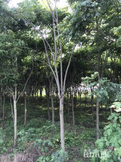 15公分黄山栾树