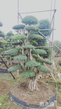 40公分造型小叶女贞