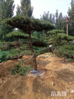 600厘米造型油松