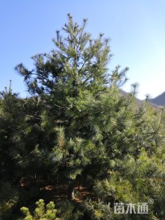 高度500厘米华山松