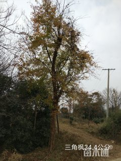33公分三角枫