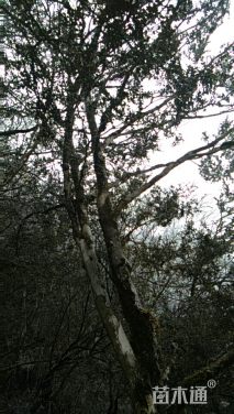 高度600厘米小叶黄杨