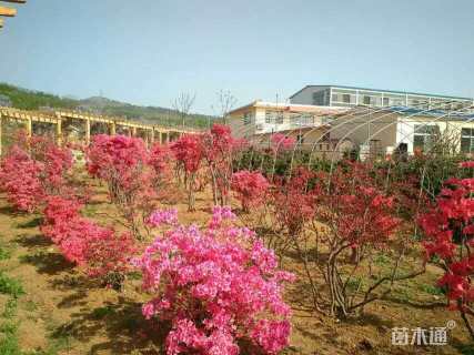 100厘米映山红桩