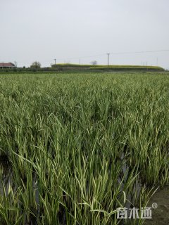 高度60厘米花叶水葱