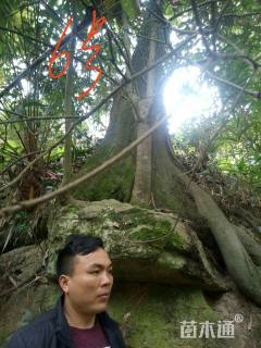 高度900厘米金弹子