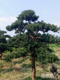 12公分造型罗汉松