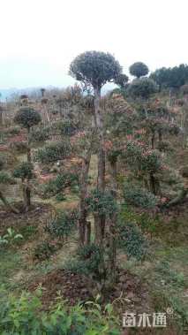 12公分造型黄杨