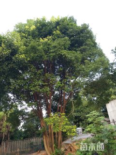 100公分香樟