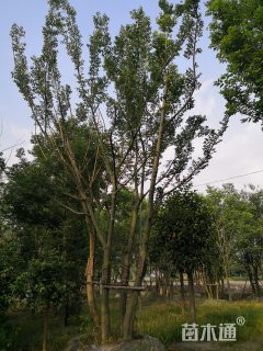 15公分丛生朴树