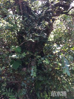 高度300厘米白继木