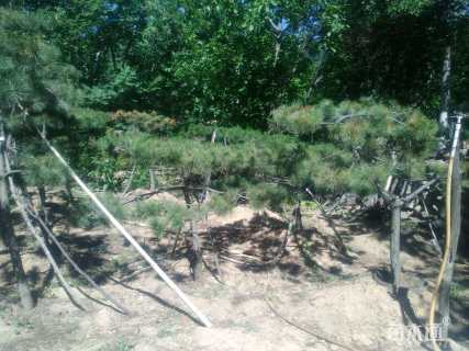 8公分造型罗汉松