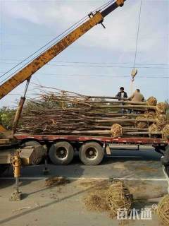 10公分黄山栾树