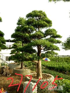 30公分造型罗汉松