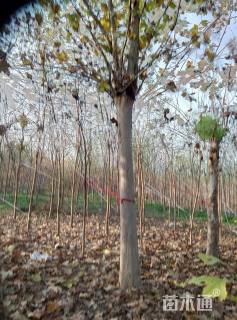 21公分法桐