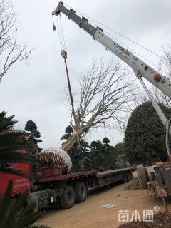 60公分丛生朴树