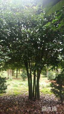 12公分多杆香樟