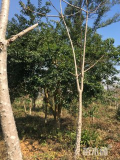 高度400厘米冬青