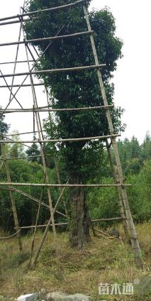 高度800厘米金弹子