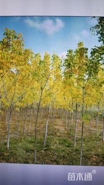 5公分金叶复叶槭