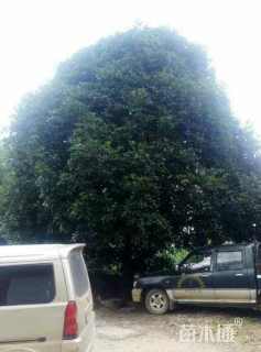 35公分桂花