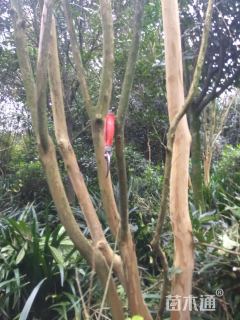 高度500厘米丛生紫薇