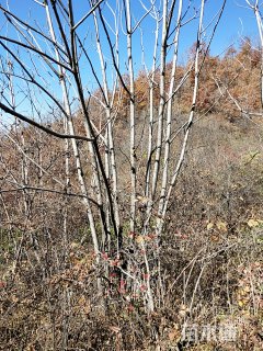 20公分阔叶八角枫