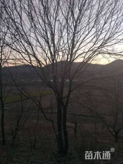 高度800厘米丛生白蜡