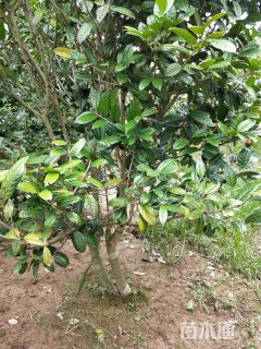 高度200厘米防普金花茶