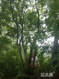 10公分丛生朴树