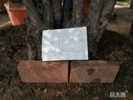 高度350厘米牡丹