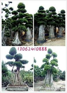 80公分造型小叶榕