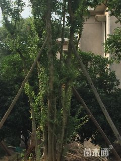 高度800厘米丛生五角枫