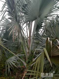 裸干高100厘米青叶霸王棕