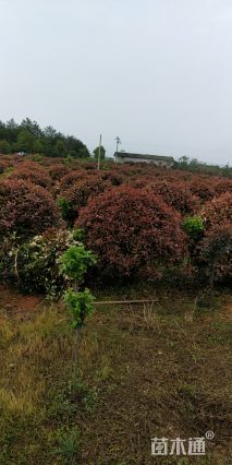 冠幅250厘米红叶石楠球