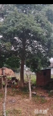 30公分金丝楠木