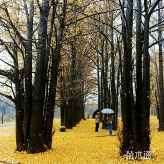 100公分丛生银杏