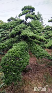 250厘米造型罗汉松