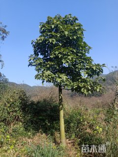 20公分澳洲火焰木