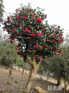 高度500厘米茶花