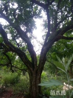 高度400厘米石榴