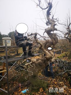 30公分造型银杏