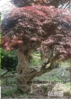 高度180厘米羽毛枫