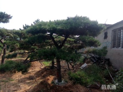 200厘米造型油松