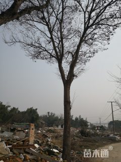 38公分丛生榉树