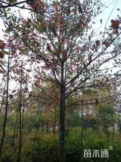 12公分北美红枫