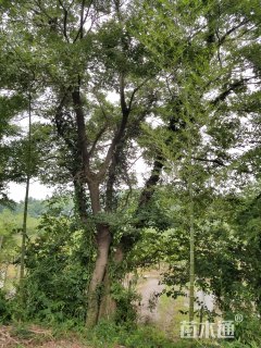 70公分多杆朴树