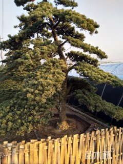 13公分造型日本五针松