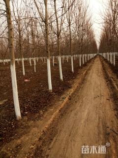 10公分美国红枫